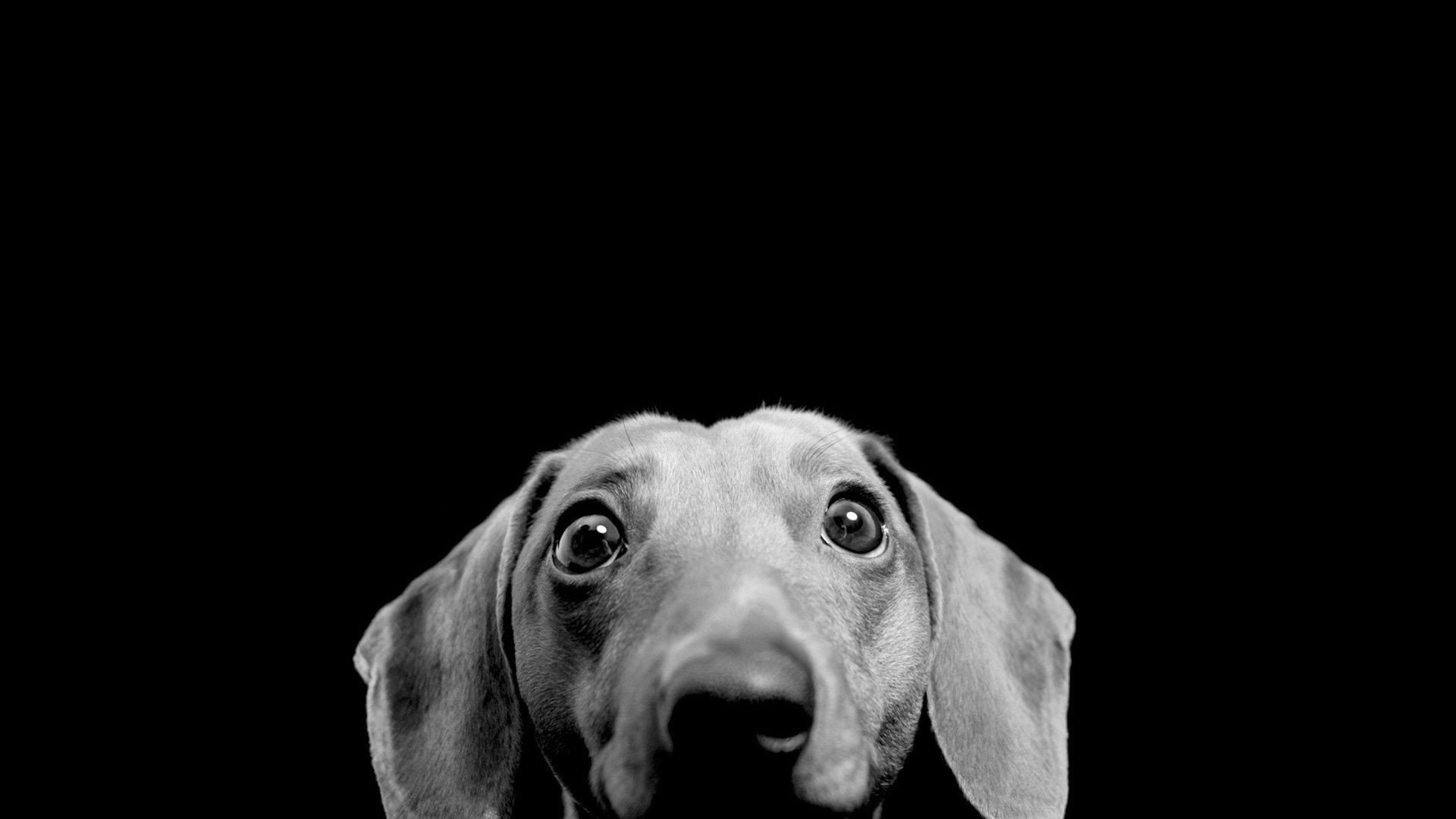 dogs dog portrait studio monochrome animal cute canine one pet mammal eye looking