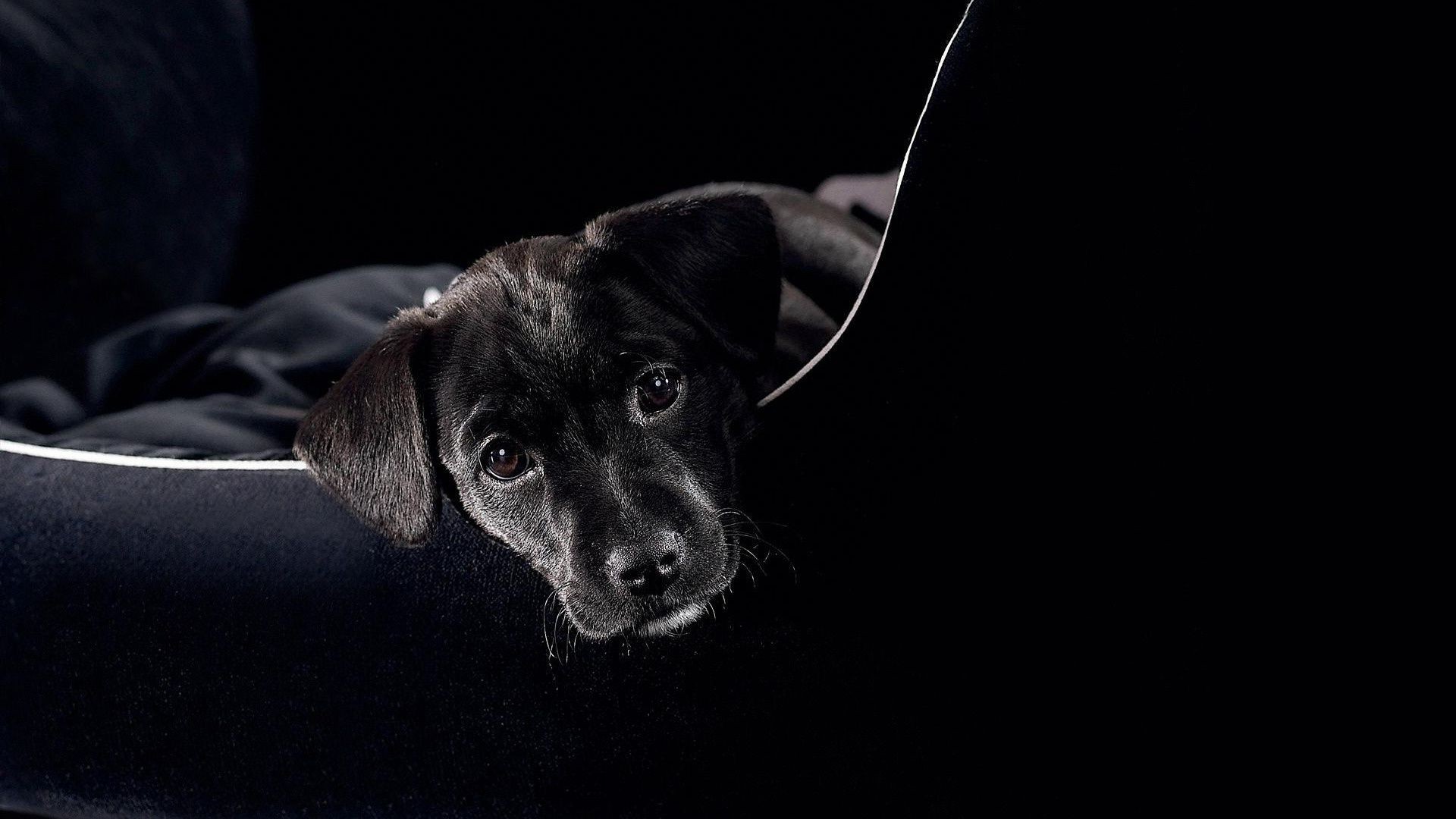 dogs dog portrait canine mammal pet one cute studio puppy animal sit looking