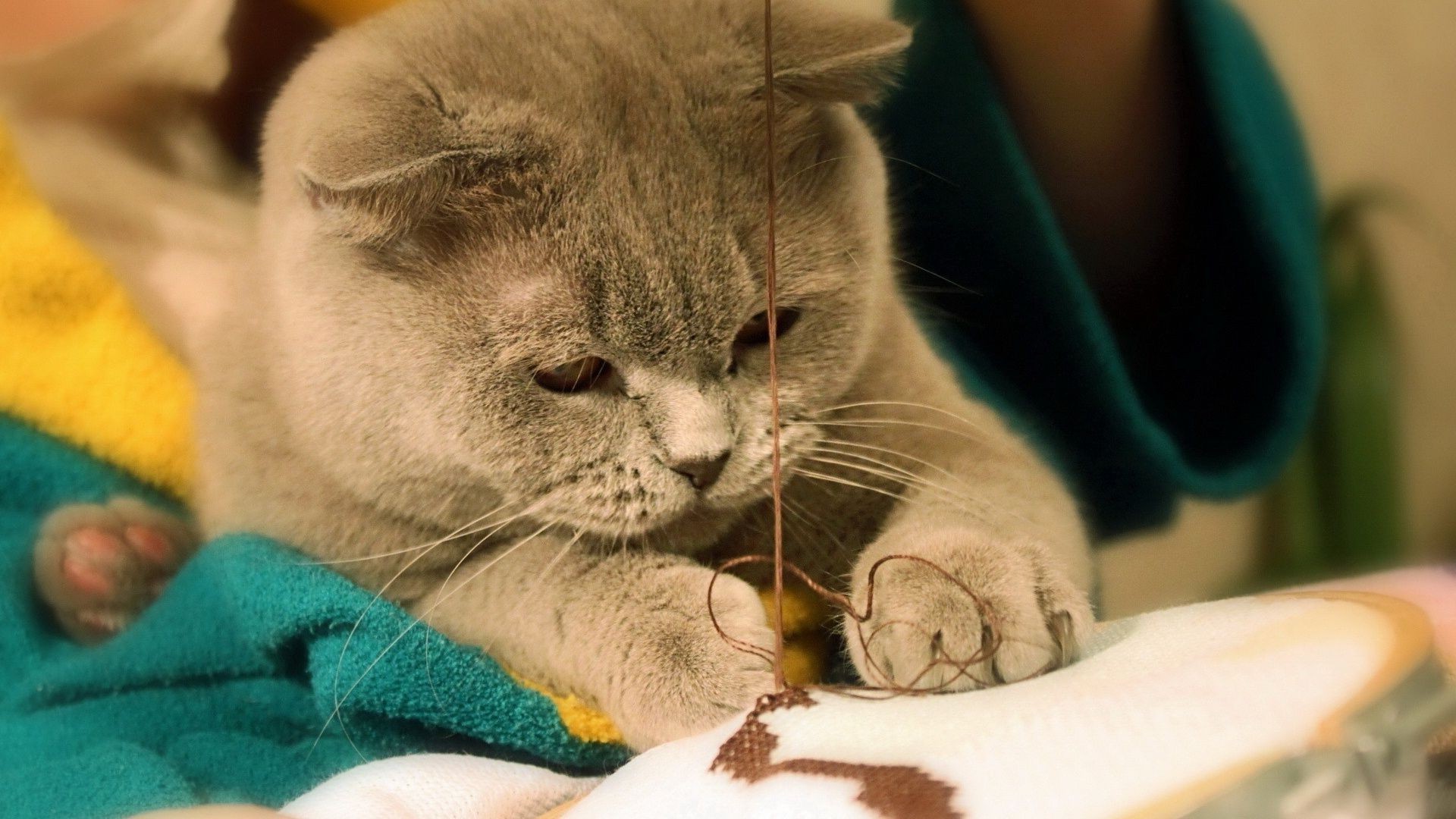 katze katze niedlich porträt schlafen haustier säugetier kätzchen eine kleine tier auge inländische junge kind familie schläfrig anzeigen