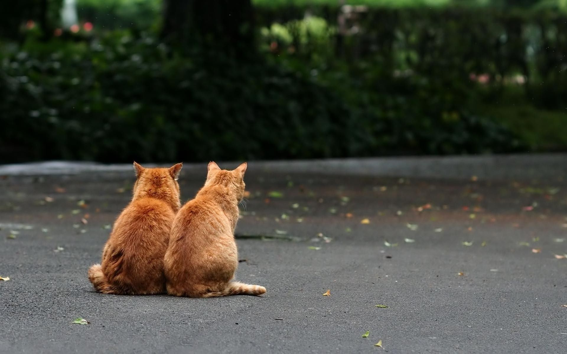 gatos natureza gato ao ar livre mamífero grama borrão vida selvagem