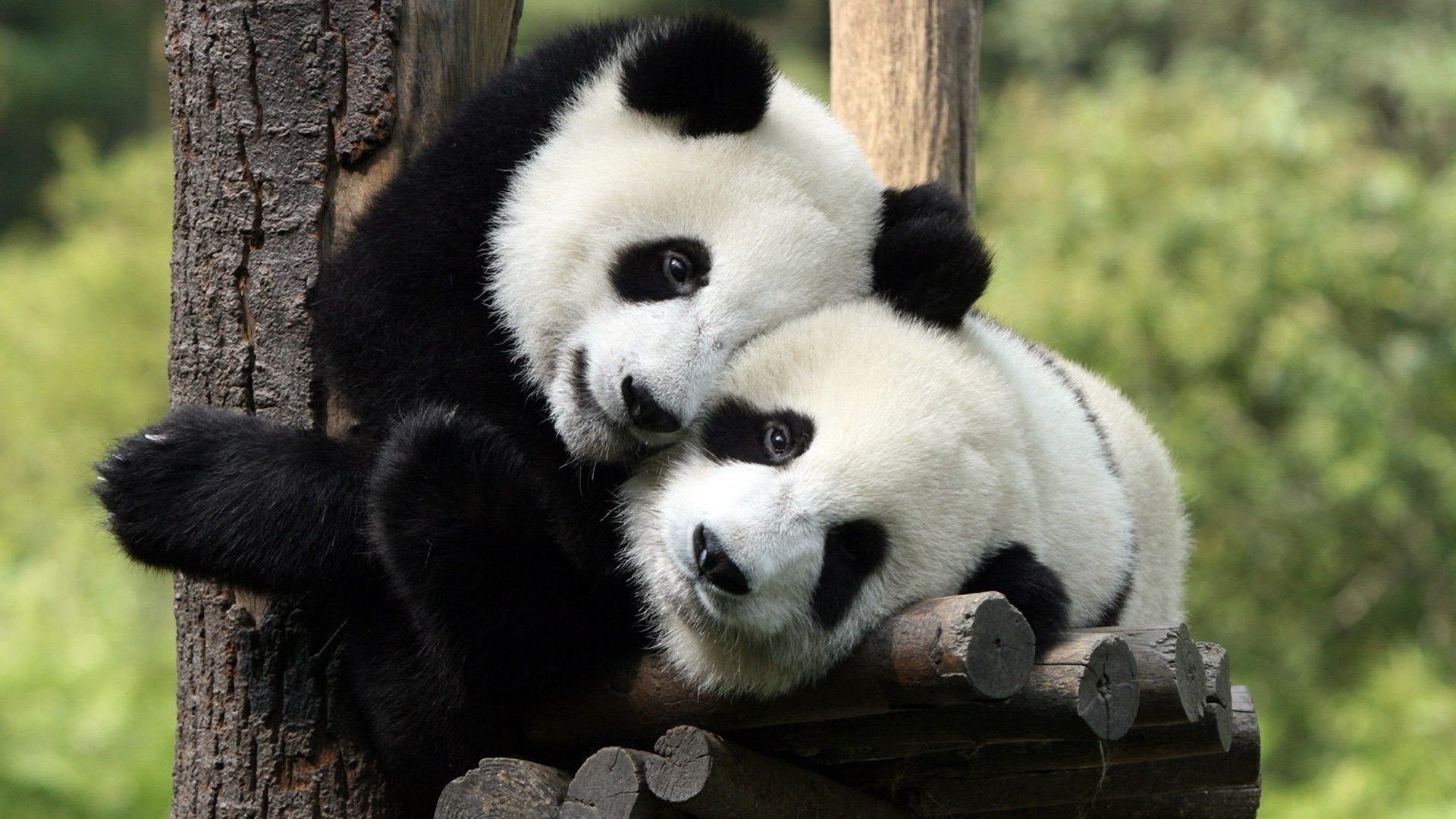 herbivores mammal wildlife zoo nature animal wild wood fur cute panda tree outdoors