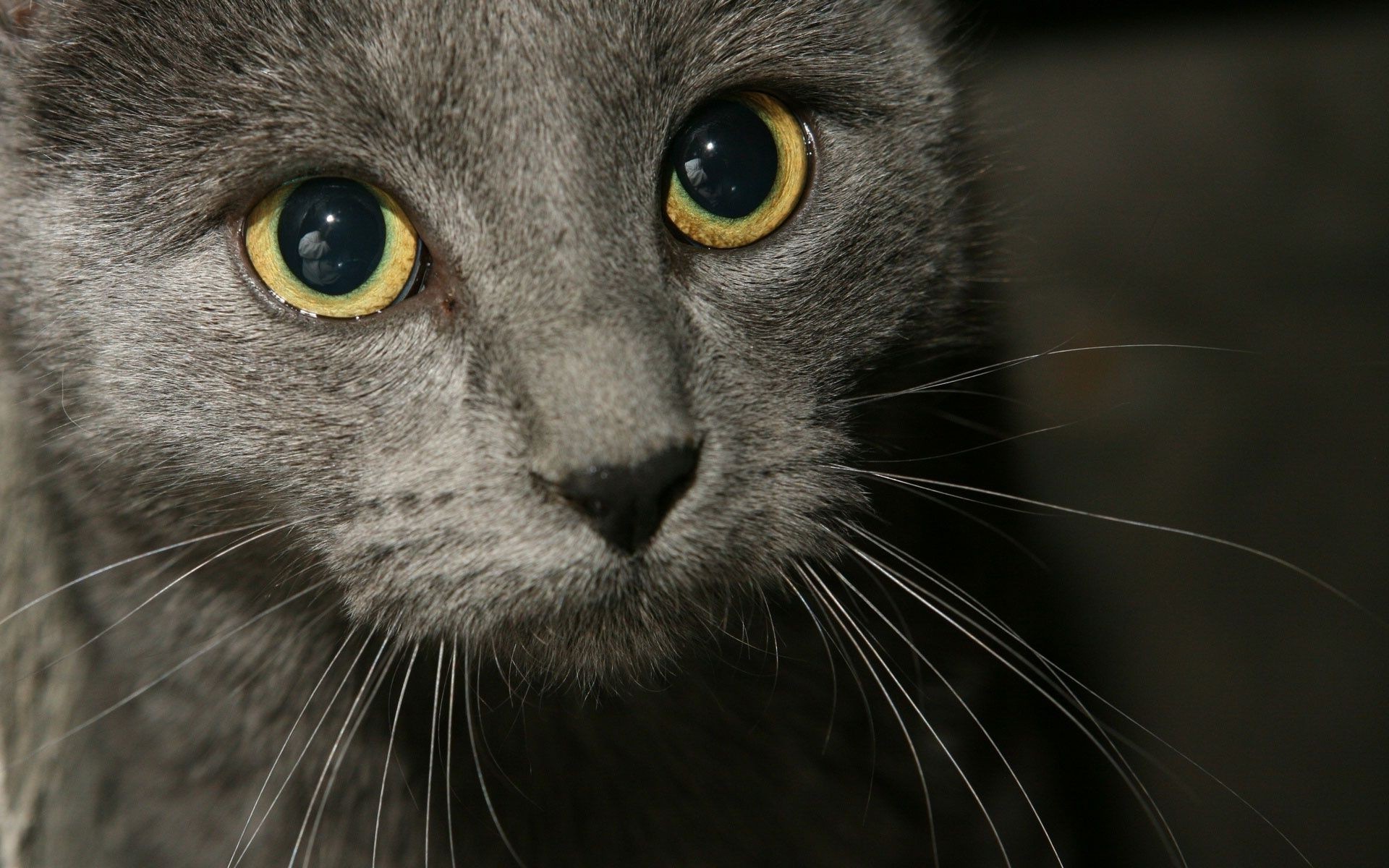 gato gato ojo retrato mamífero piel lindo animal ver bigote gatito mascota mirando gris vida silvestre pelo pelusa