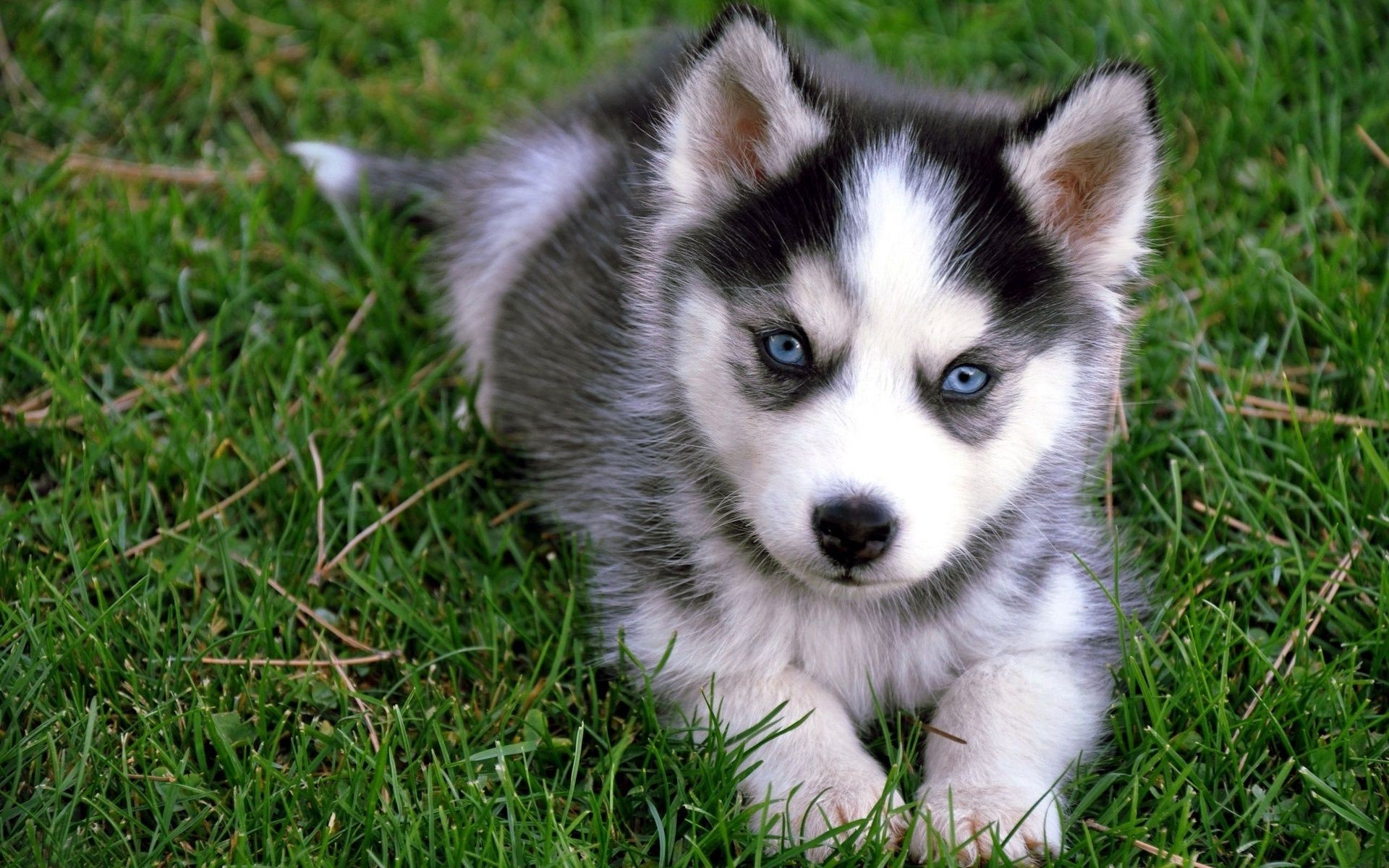 cane mammifero carino erba animale cane piccolo pelliccia ritratto canino natura giovane domestico