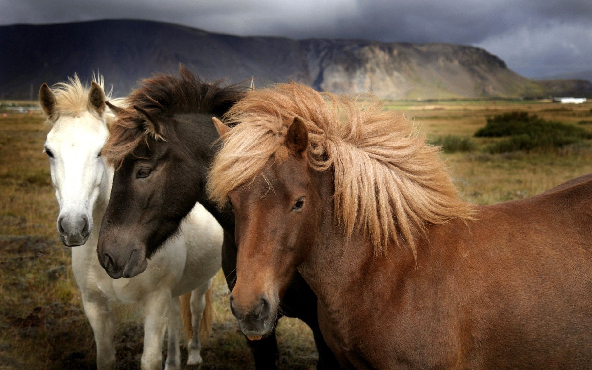 pferd kavallerie mare manet säugetier tier pferd hengst pony bauernhof weide pferdezucht lebende tiere fohlen gras zwei mustang wildtiere natur wild