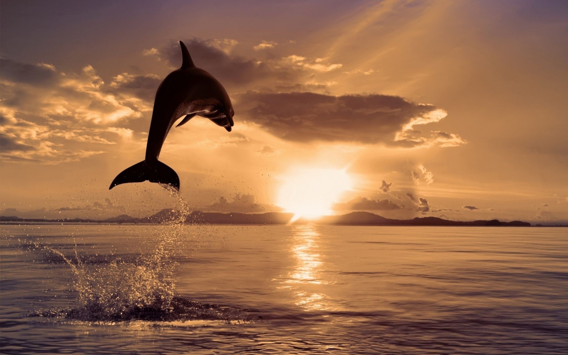 dolphin sunset water dawn ocean sun sea evening beach sky dusk