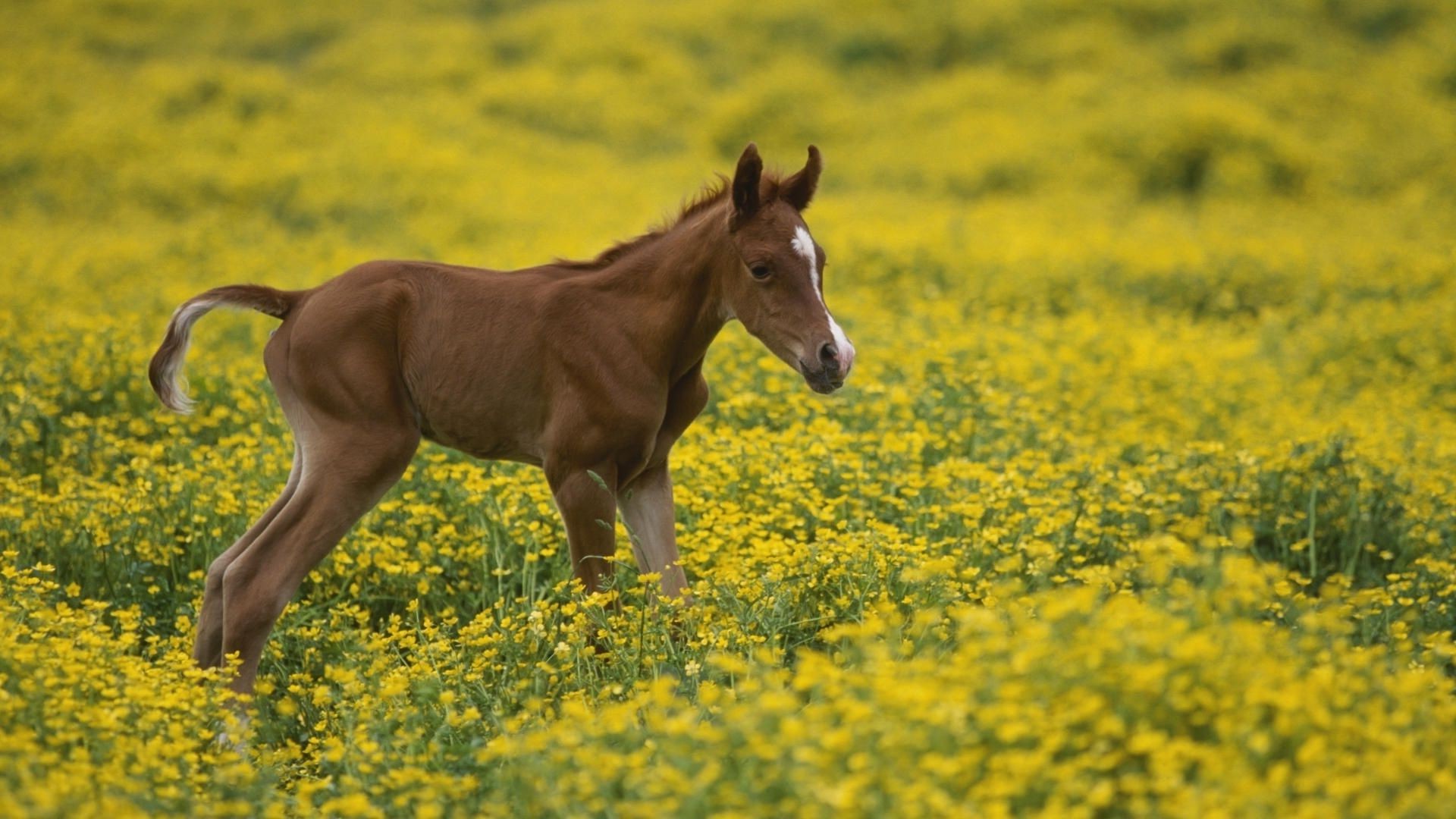 pferd feld heuhaufen gras bauernhof säugetier landwirtschaft kavallerie landschaft ländliche