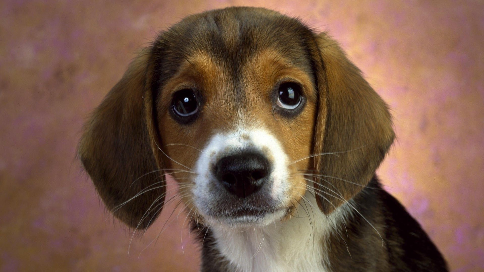 perros perro perro mascota mamífero cachorro lindo animal retrato pequeño adorable raza pedigrí joven ver sabueso doméstico estudio pedigrí