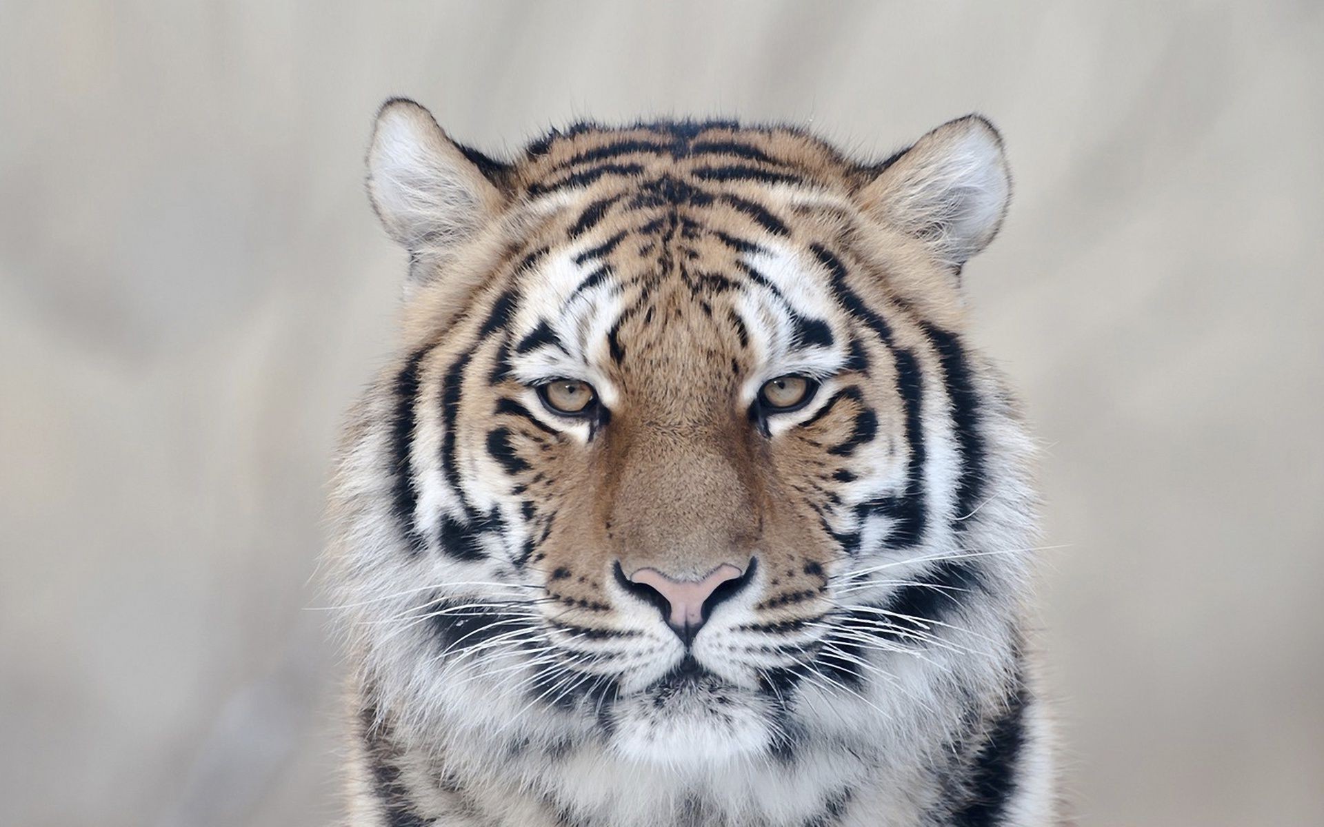 tigres faune chat mammifère animal prédateur mangeur de viande tigre chasseur zoo bande sauvage fourrure safari portrait