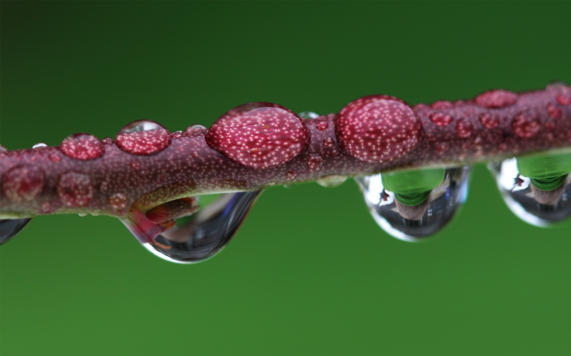 rośliny natura flora zbliżenie pulpit deszcz obok rosa kolor spadek