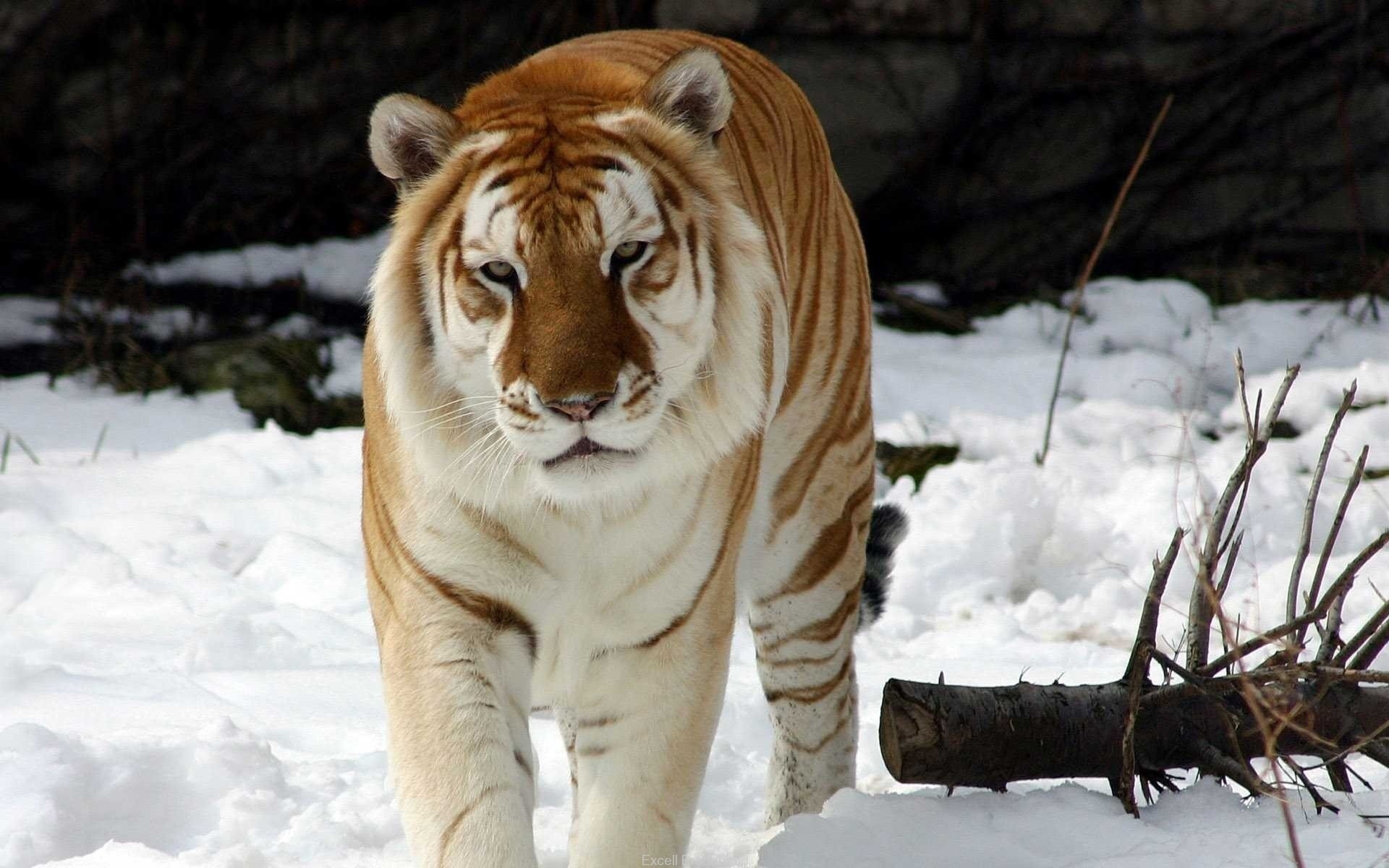 animals snow winter mammal wildlife nature wild cat predator danger animal tiger hunter cold big bengal tiger