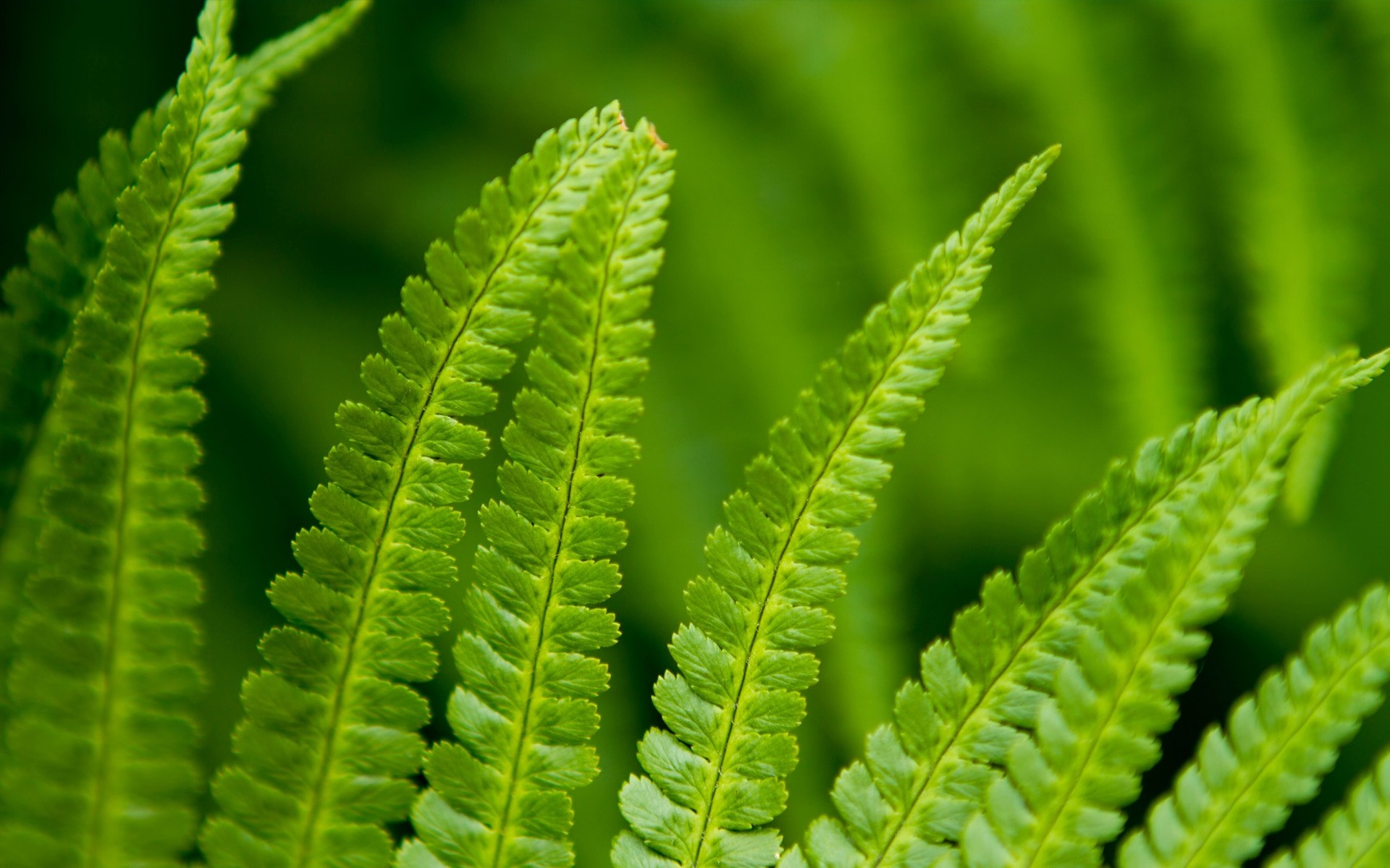 植物 叶 植物 自然 生长 蕨类植物 雨 花园 繁茂 夏天 秋天 户外 dof 露水 frond 仙人掌 环境 医学 清洁 植物