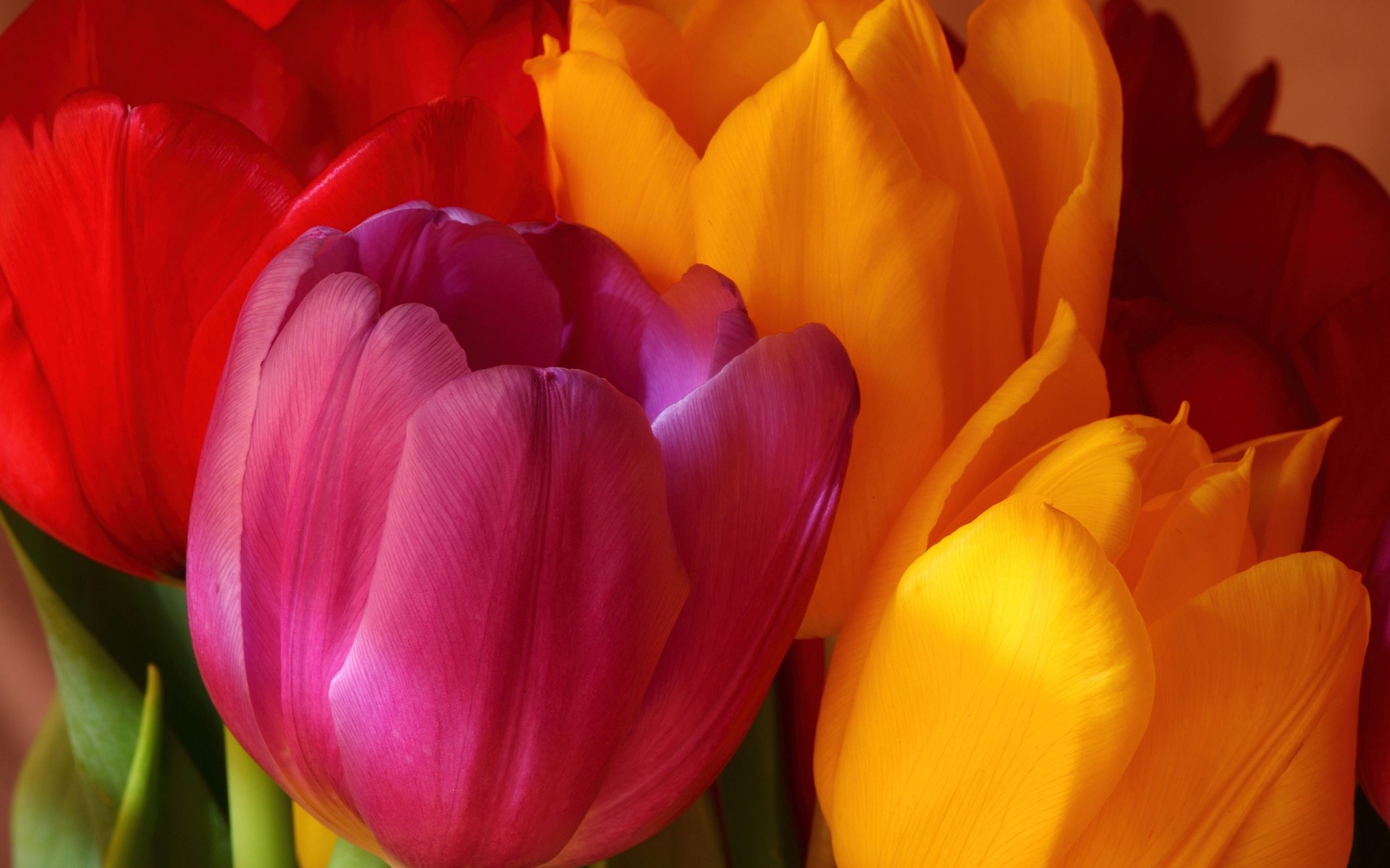 çiçekler lale doğa çiçek aşk flora parlak renk romantizm yaz bahçe yaprak buket paskalya petal çiçek