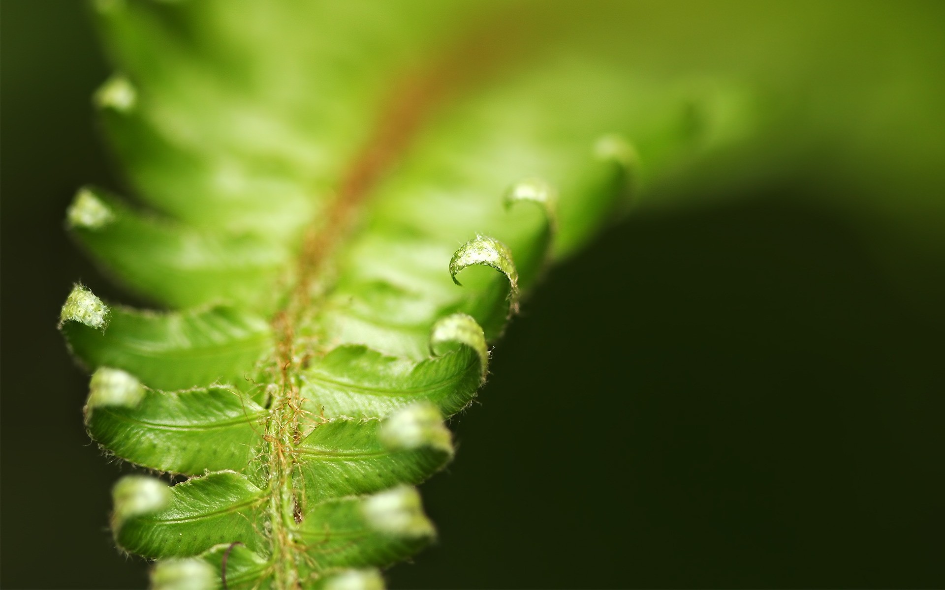 plantes feuille nature pluie flore croissance fern rosée chute flou été ecologie biologie jardin extérieur environnement luxuriante gouttes propreté eau plante macro