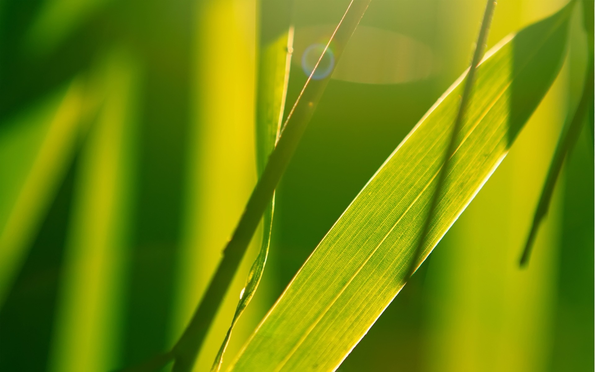 de la planta la hoja la flora el crecimiento la naturaleza el rocío la lluvia exuberante la caída el medio el jardín la ecología la pureza la hierba hoja verano sol