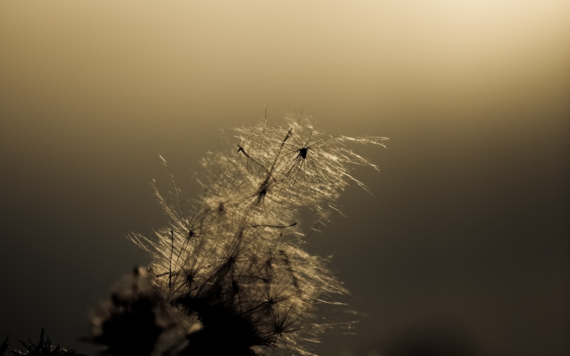 kwiaty zachód słońca sylwetka świt monochromatyczny natura podświetlany słońce niebo mgła mgła światło drzewo krajobraz wieczorem zmierzch księżyc zima na zewnątrz woda kwiat roślina wiatr