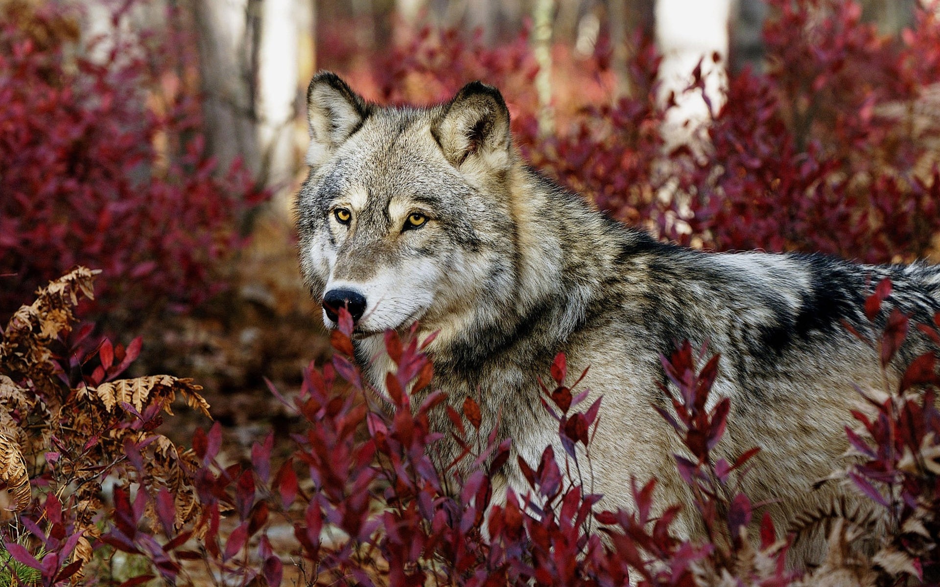 animaux nature mammifère la faune hiver loup à l extérieur sauvage forêt