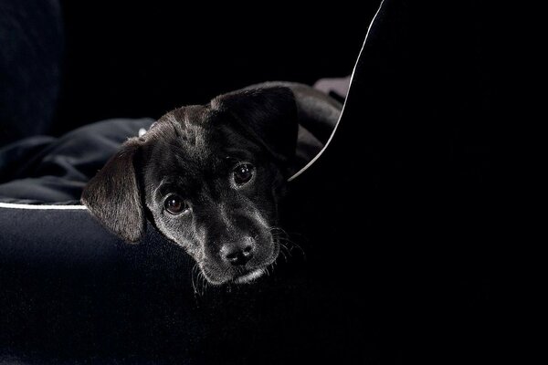 Black dog on a black background