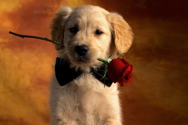 Cute dog with a rose in his teeth