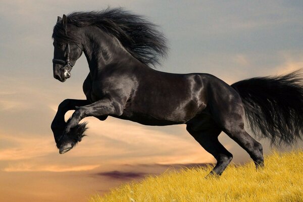 A beautiful black horse with a thick mane