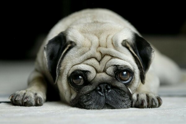 Sad pug lay down with his ears down