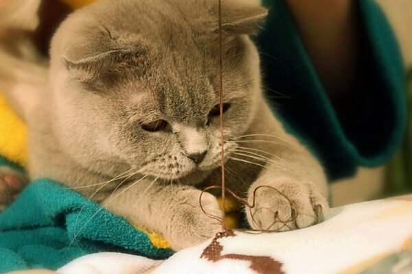 Gatinho bordado. Querido. Gata