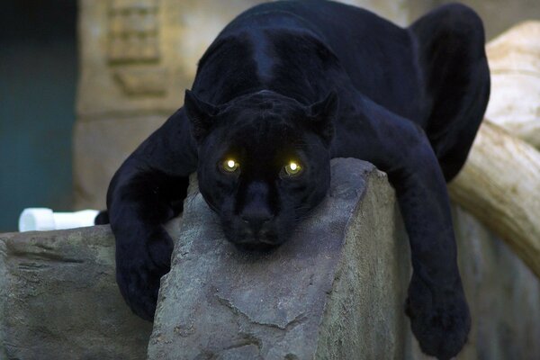 Foto der schwarze Panther, der auf den Steinen eiskalt ist