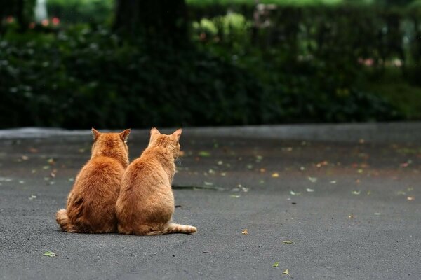 Dois gatos vermelhos na estrada de costas