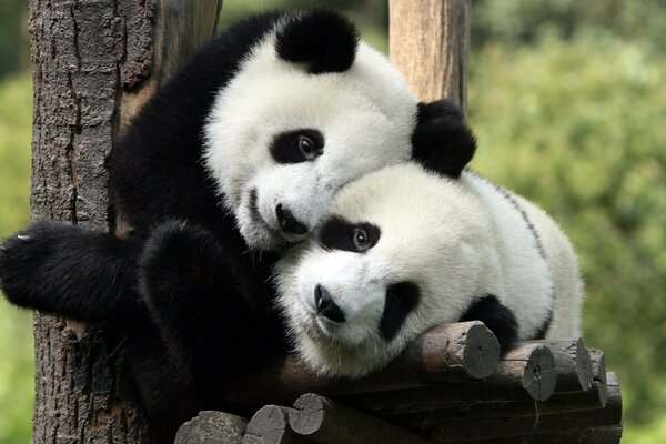 Playful pandas sitting on a tree