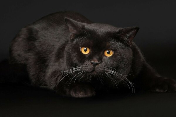 Schwarze Katze mit gelben Augen auf schwarzem Hintergrund