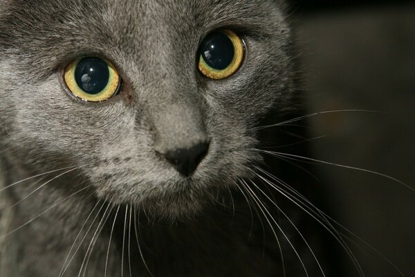 Grandi occhi in un gatto grigio