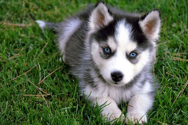 Der Husky liegt auf grünem Gras