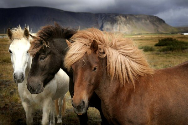 Three colorful horses in a field