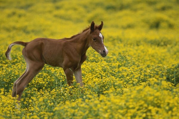 Imagen de un caballo corriendo sobre la hierba