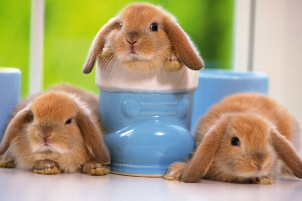 Imagen de tres conejos con vasos