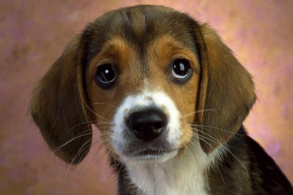 Il cucciolo ha le orecchie abbassate e guarda con uno sguardo lamentoso