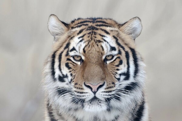 Tigre sur fond gris