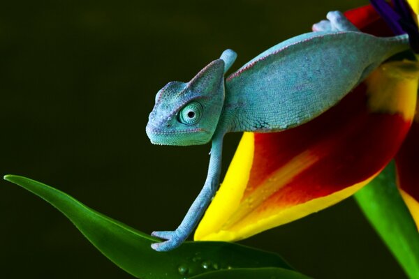 Caméléon se déplace sur une belle feuille