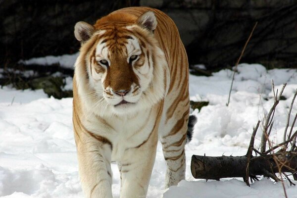 Tiger schlendert im weißen Schnee