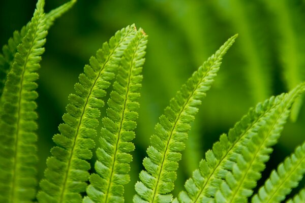 Fern on the desktop