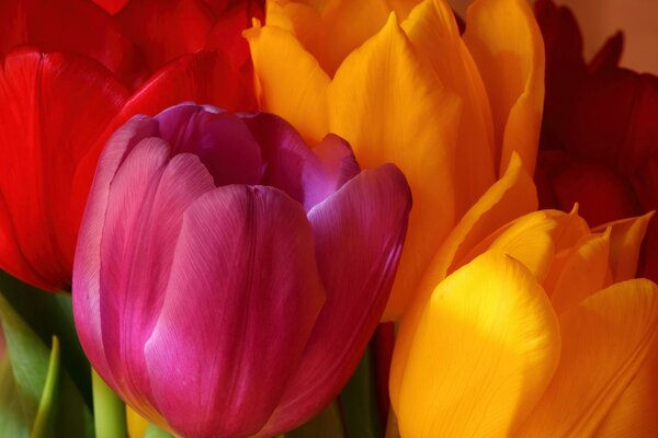 Tulipanes que pueden fascinar a primera vista