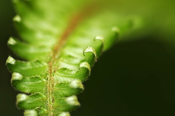 Folhas verdes depois da chuva