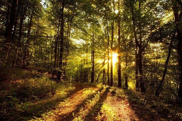 Trees against the background of the setting sun. Autumn landscape