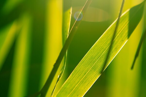 Sfondo verde con piante in una giornata di sole