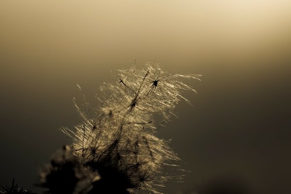 Monochrome photo of dawn on a flower