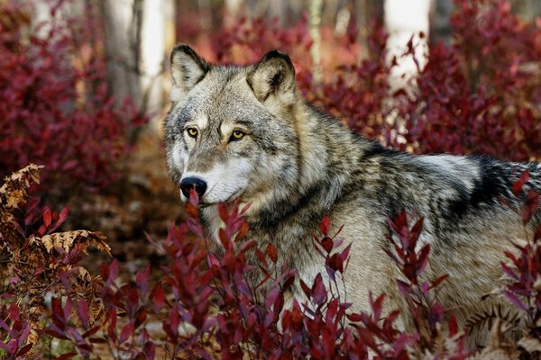 A beautiful wolf on a background of red leaves