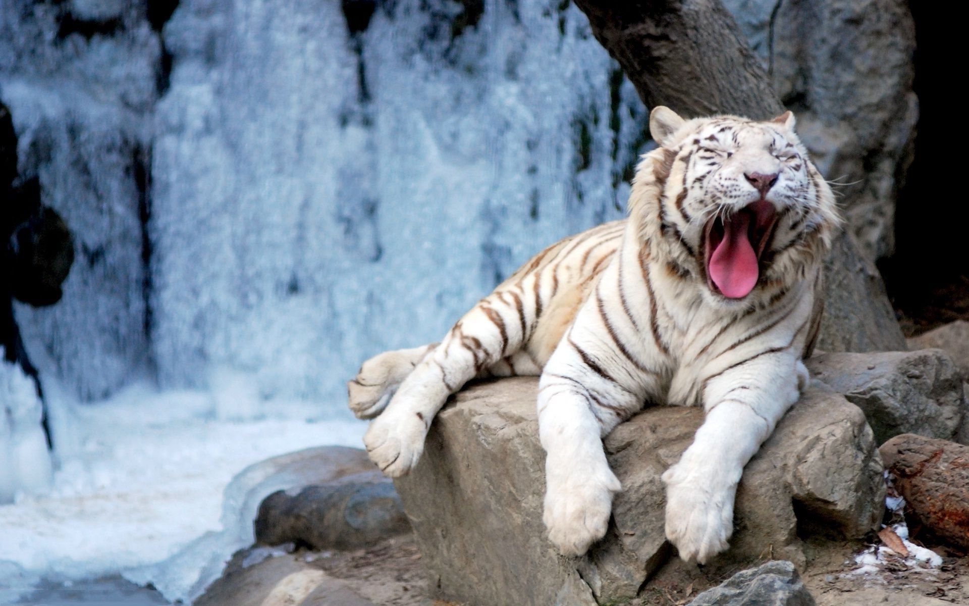 tiger natur tierwelt säugetier zoo tiger katze wild winter gefahr schnee groß tier