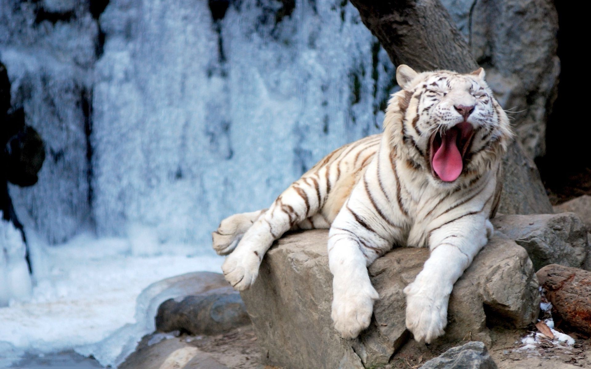tigers nature wildlife mammal zoo tiger cat wild winter danger snow big animal