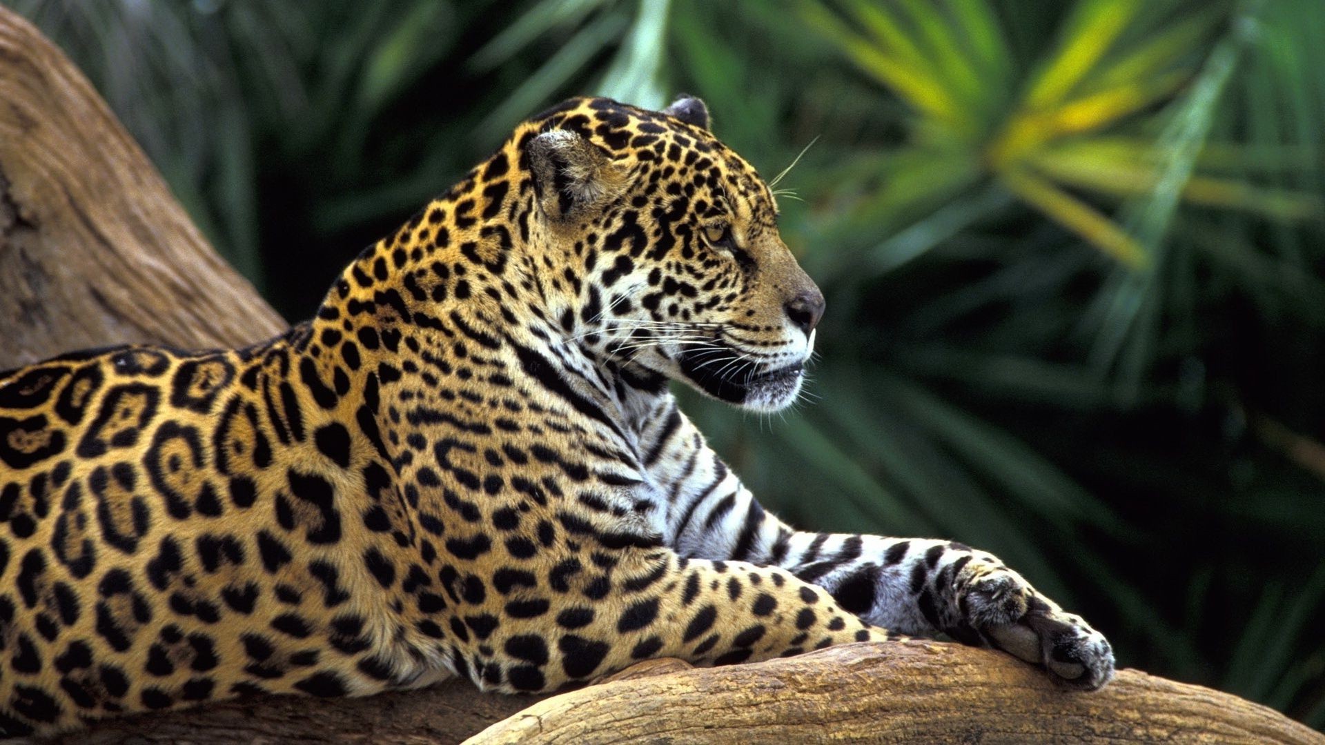 leopards wildlife mammal cat nature wild leopard animal jungle zoo