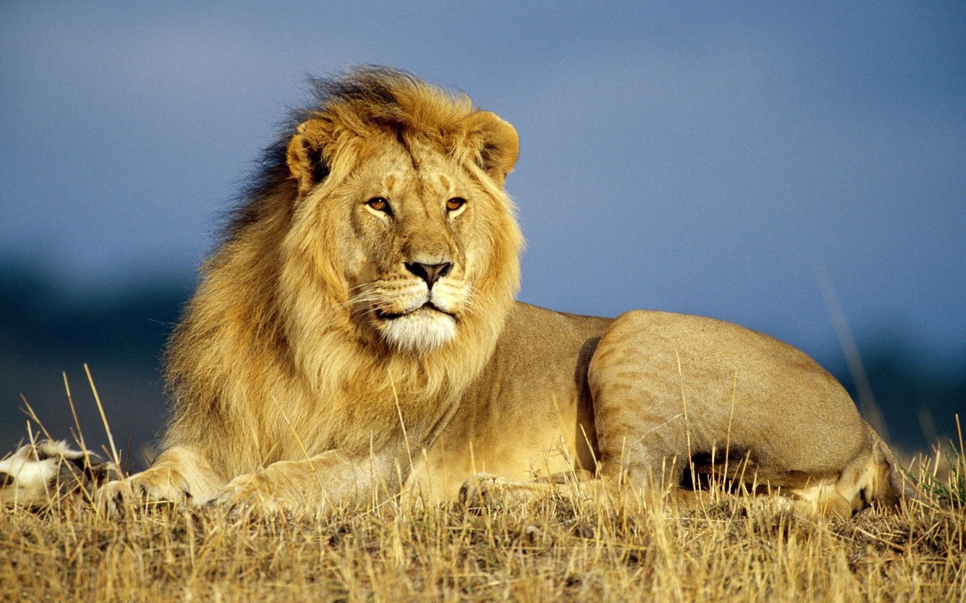 lions chat lion mammifère faune prédateur safari animal portrait sauvage lionne nature grand chat mangeur de viande