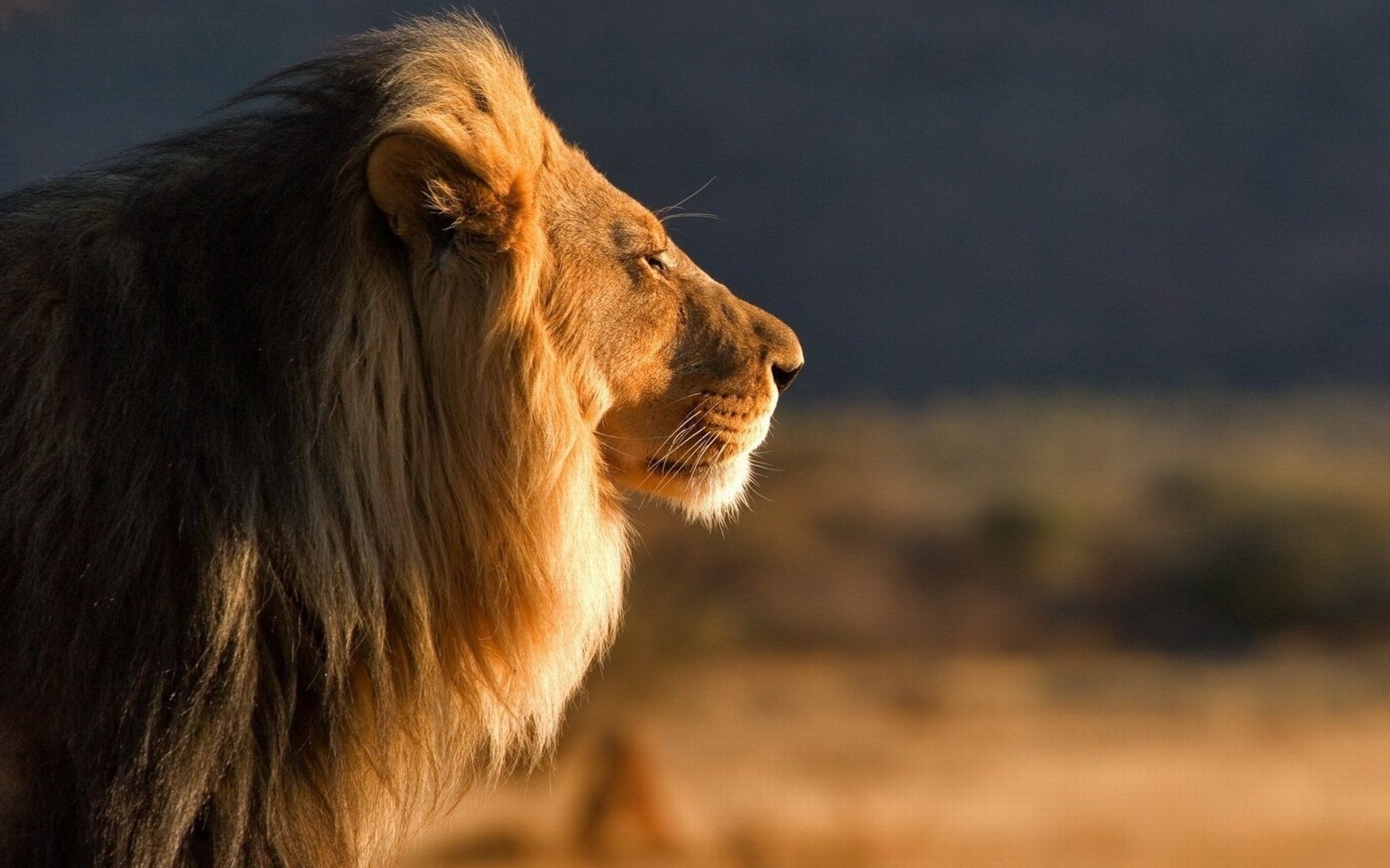 leões mamífero animal vida selvagem gato leão retrato natureza ao ar livre